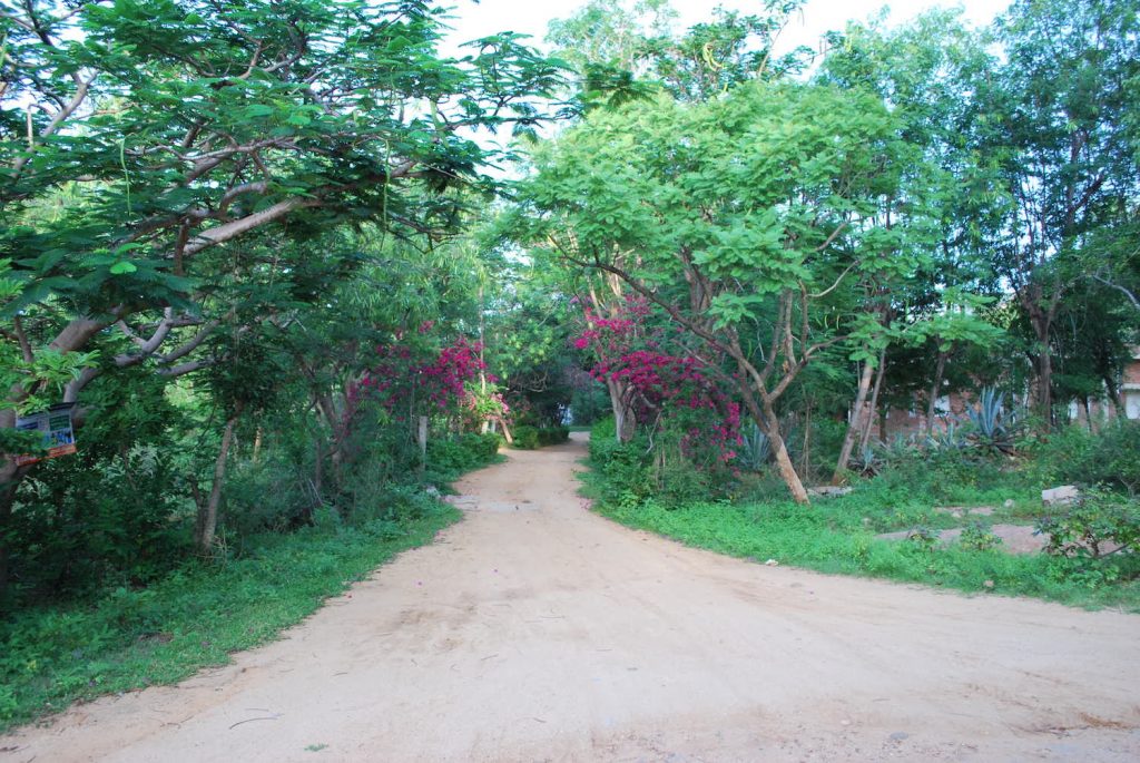 The path Radha took often at Rishi Valley.
